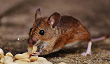 24 Hour & Emergency Exterminators in Bogue Chitto, MS